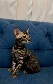 bengal