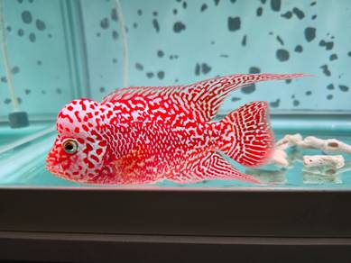 Flowerhorn GB