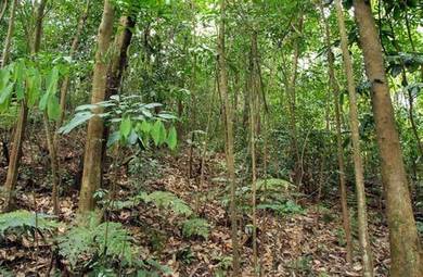 Agricultural Land in Kulim, KDH