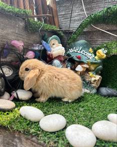 Holland lop