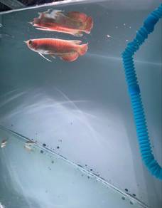 arowana mgbb