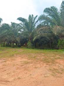Agricultural Land in Kluang, JHR
