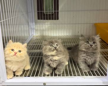 Napoleon kitten
