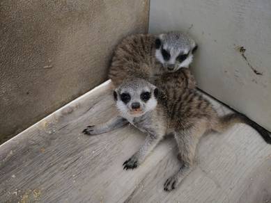meerkat baby