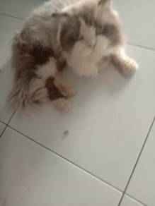 ragdoll 