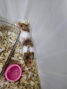 syrian hamster 
