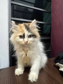 Persian Kitten Cat | Calico Persian | Kuching