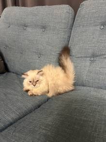 persian kitten