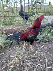 Ayam hujung