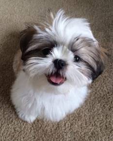 Shih tzu