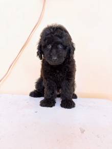 Toy poodle male 4 month full black color offer