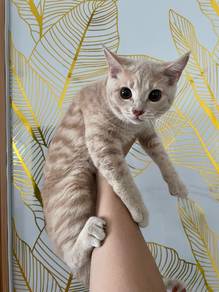 BSH kitten