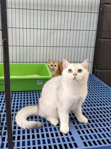 Kucing British shorthair