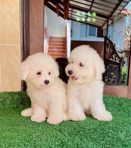 Maltipoo i