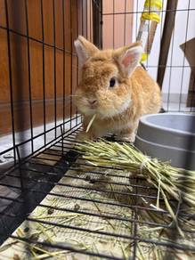 netherland dwarf rabbit nd rabbit orange