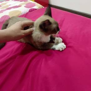 siasemi cat 