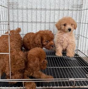 Toypoodle puppies 