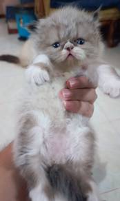 Kucing Parsi