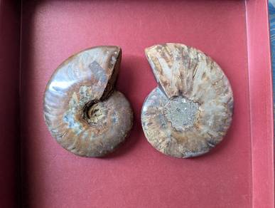 Ammonite Ammolite斑彩螺crystal