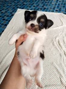 Pure Breed Choco Tri-Color Chihuahua (M) 长毛 吉娃娃 男生