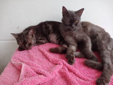 British short hair mix persian