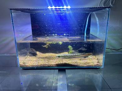 akuarium 1ft 