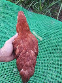 Ayam Betina Rode Island Red (RIR)