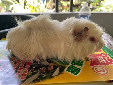 Guinea pig