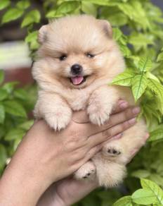 POMERANIAN PUPPIES a135 🌻 Available Male/ Female