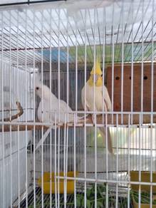 Cockatiels x2 /Male Latino/Female -Albino Red Eye