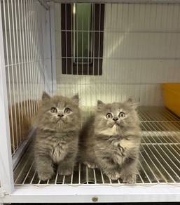 Napoleon short leg kitten