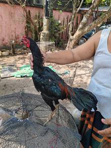 anak supergreen muda