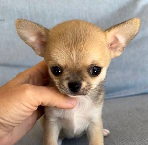 short got Chihuahua m