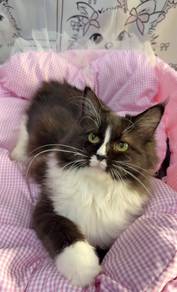 MC Maine Coon Mix Ragdoll