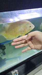 Albino Oscar fish ikan