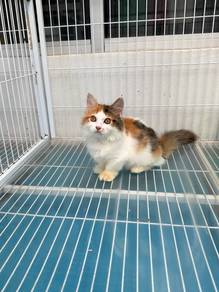 Calico longhair munchkin kitten