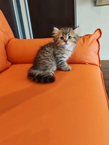 Non standard munchkin male