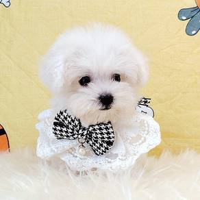 Bichon