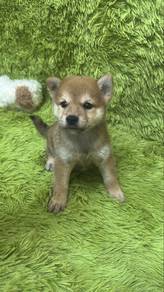 Shiba Inu male Puppies 3M