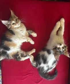Mainecoon cat