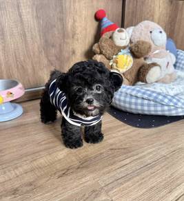 POODLE PUPPIES I155🌻 Tiny-Tea cup Import