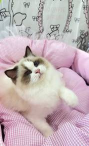 Seal Point Bicolor Ragdoll