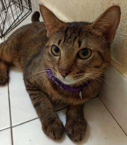 Cats Adopt