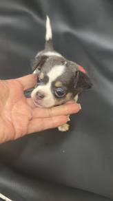 Smooth Coat Lilac Chihuahua (M) 短毛丁香色吉娃娃 男生