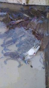 ketam bunga 