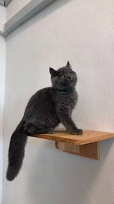 bsh & bsh mix ( jantan & betina )