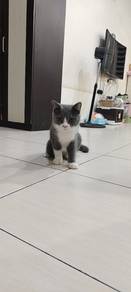 non munchkin standard bsh