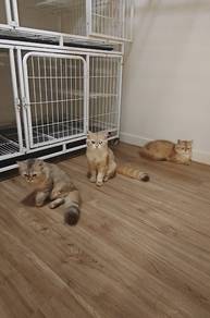 Rehoming British Longhair Kittens