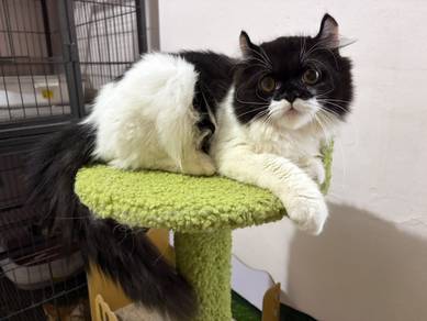 American Curl x Persian