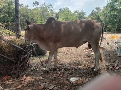 lembu rayo 2026